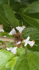 Hemiptera