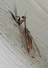 Dicromantispa interrupta