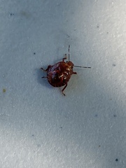 Asopinae