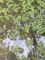 Callitriche