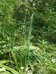 Allium tuberosum