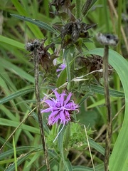 Liatris