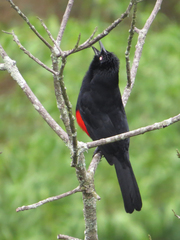 Hypopyrrhus pyrohypogaster