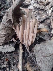 Clavaria fragilis