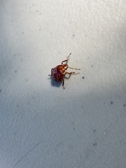 Asopinae
