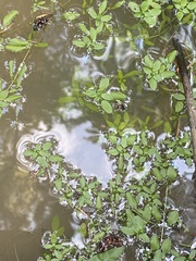 Callitriche