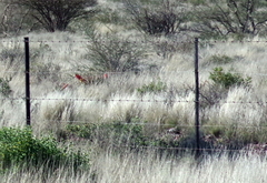 Aloe claviflora
