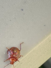 Asopinae