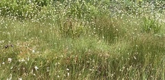 Eriophorum
