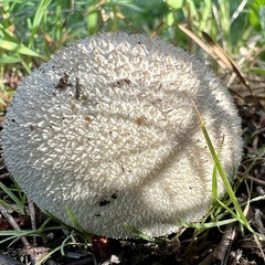 Lycoperdon marginatum