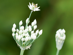 Allium tuberosum