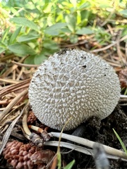 Lycoperdon marginatum