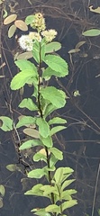 Spiraea alba