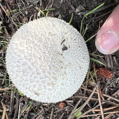 Lycoperdon marginatum