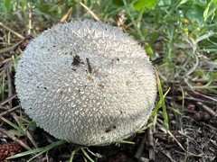 Lycoperdon marginatum