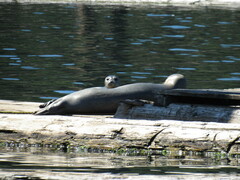 Phoca vitulina richardii