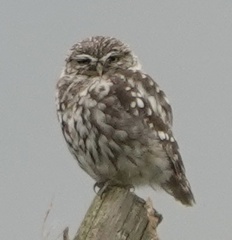 Athene noctua