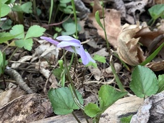 Viola rostrata