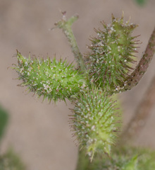 Xanthium orientale
