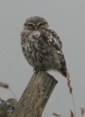 Athene noctua