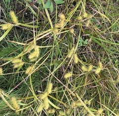 Carex lurida