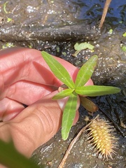 Decodon verticillatus