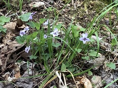 Viola rostrata