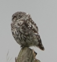 Athene noctua