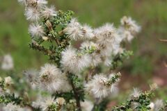 Baccharis pteronioides