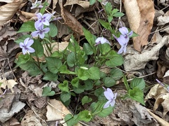 Viola rostrata