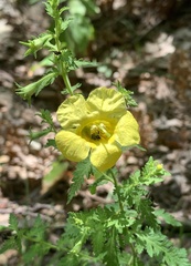 Aureolaria pedicularia