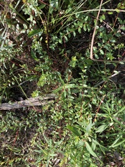 Vaccinium macrocarpon