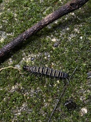 Pieriballia viardi