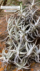 Tillandsia arequitae