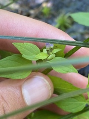 Scutellaria lateriflora