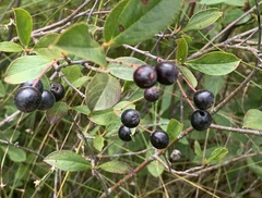 Aronia melanocarpa