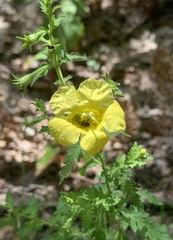 Aureolaria pedicularia