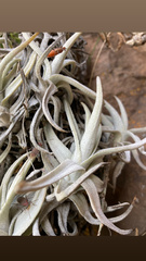 Tillandsia arequitae