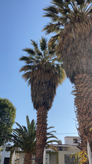 Washingtonia filifera