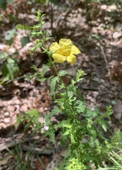 Aureolaria pedicularia