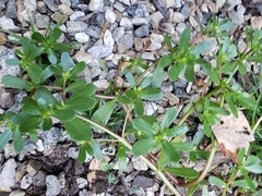 Portulaca oleracea