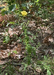 Aureolaria pedicularia