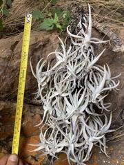 Tillandsia arequitae