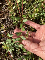 Vaccinium macrocarpon