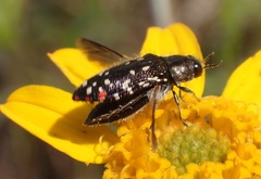 Acmaeodera rubronotata