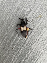 Microtomus purcis