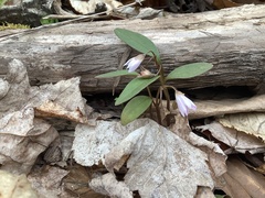 Claytonia caroliniana