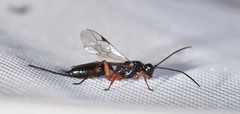 Hymenoptera
