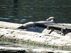 Phoca vitulina richardii