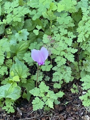 Cyclamen hederifolium